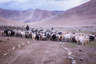 The Changthangi or Changpa gaots with their herders