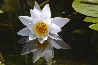 Open flower of a water lily