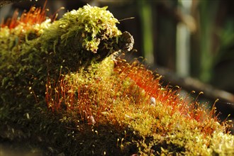 Spore capsules of the golden lady's moss