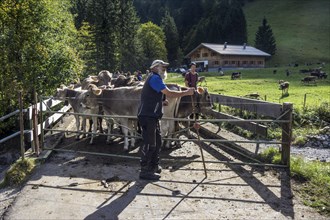 Cattle being prepared for cattle drive
