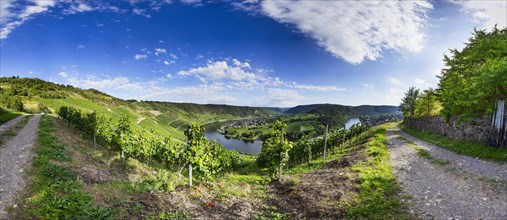 View from the vineyard of the Moselle bend near Kroev