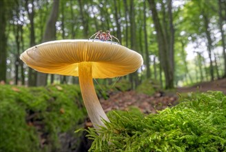 Mushroom on moss with spider Forest Todenmann Germany