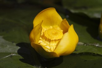 Open flower of a pond-lily