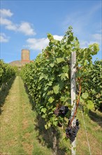 Steinsberg Castle in the Vines with Vine and Grapes