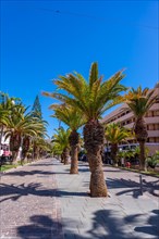 Promenade with palm trees in Los Cristianos in the south of Tenerife