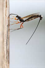Wood hatchling wasp