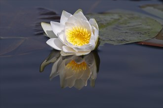 Open flower of a water lily
