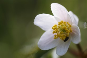 Open flower of Wood Anemone
