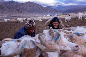 Milking of the goats by Changpa nomads