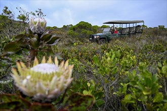 Pickup truck with tourists on a flower safari
