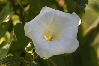 Flower of the field bindweed
