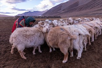 Milking of the goats by a Changpa nomad