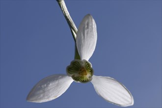 Small snowdrop