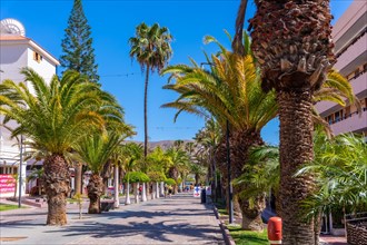 Beautiful promenade with palm trees in Los Cristianos in the south of Tenerife