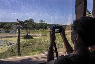 Tourist taking pictures of white stork on nest from elevated hide in the Zwin Nature Park