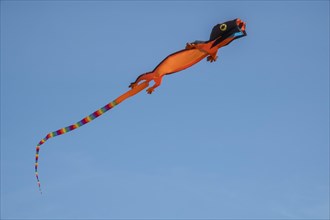 Lizard as a kite at the kite festival