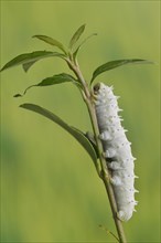 Ailanthus silkmoth