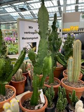 In the foreground various different cacti