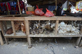 Chickens and ducks for sale at a market in Seririt