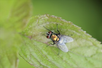 Bottle Fly