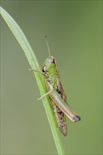 Common grasshopper