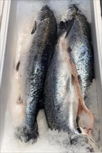 Display of fishing caught whole fish fresh fish three pieces Atlantic salmon