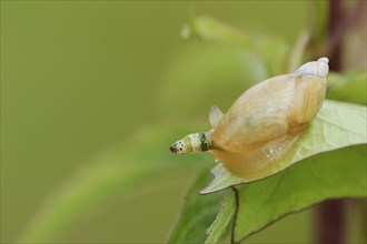 Common amber snail