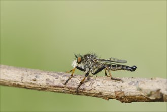 Garden robber fly