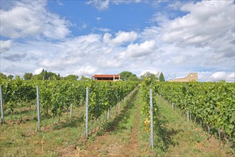 Vines with Roman Vineyard Weilberg