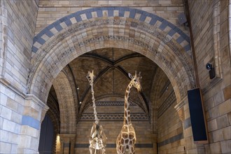 Giraffe skeleton