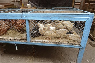 Chickens for sale at a market in Seririt