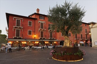 Square with olive tree and restaurant Berengario