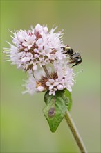 Common furrow bee or common narrow bee