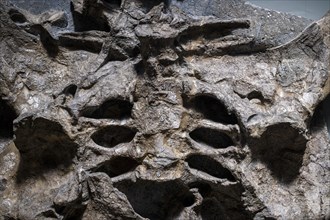 Petrified dinosaur skeleton