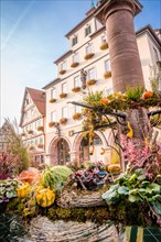 Decorated autumn fountain in front of the town hall in half-timbered town