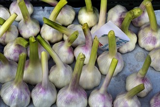 Fresh garlic cloves