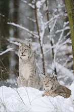 Eurasian lynx