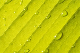Close up green banana leaf