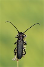 Musk beetle