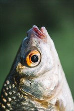 Close up fish s head against blurred background