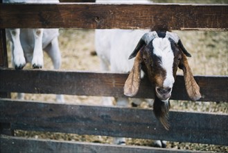 Close up goat peeks out from wooden fence farm