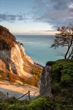Morning sun shines on chalk cliff Moens Klint