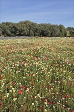 Flowering meadow with poppy flowers
