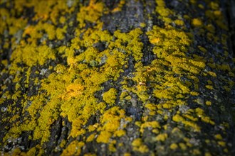Lichen on driftwood log