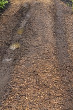 Tire tracks left behind by vehicle in muddy road covered with brown wood chips