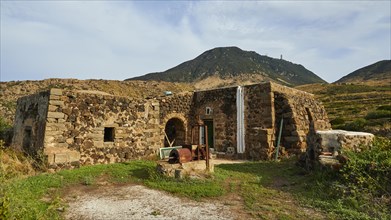 Dammusi