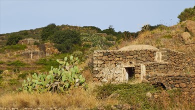Dammusi