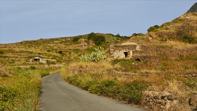 Dammusi