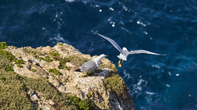 Seagull sitting on rocks