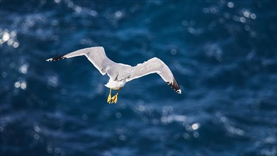 Seagull in flight from behind